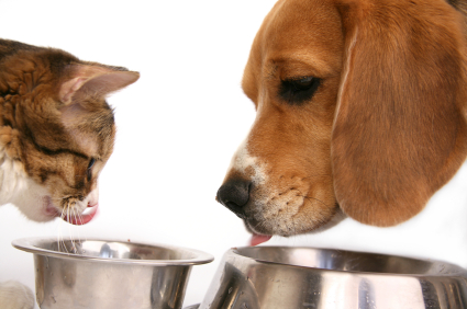 Cat and Dog Eating