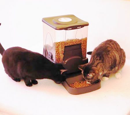 Two Cats Feeding
